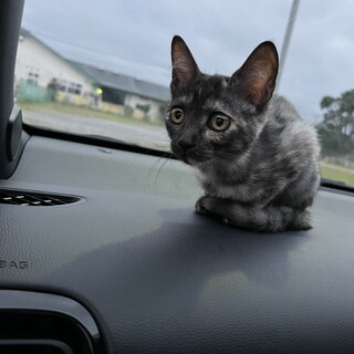 グレーなサビちゃん♪