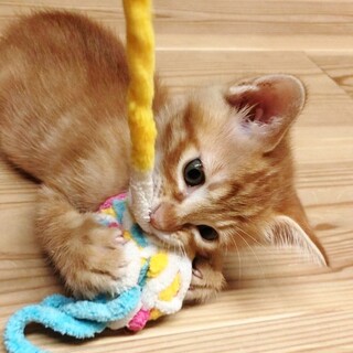 ★里親様決定！★元気いっぱい！❤大河くん