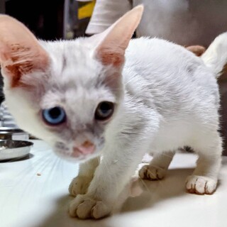【にちか】おかげさまで里親さまが決まりました