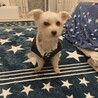 マルチーズとヨーキーのmix 5歳の男の子 サムネイル2