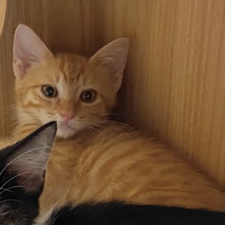 フウ君♪LINEビデオ通話でお見合できます！