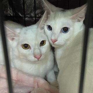 白い子猫♪兄弟いっしょに