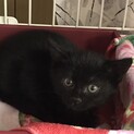 超かわいい黒猫キッズ！！