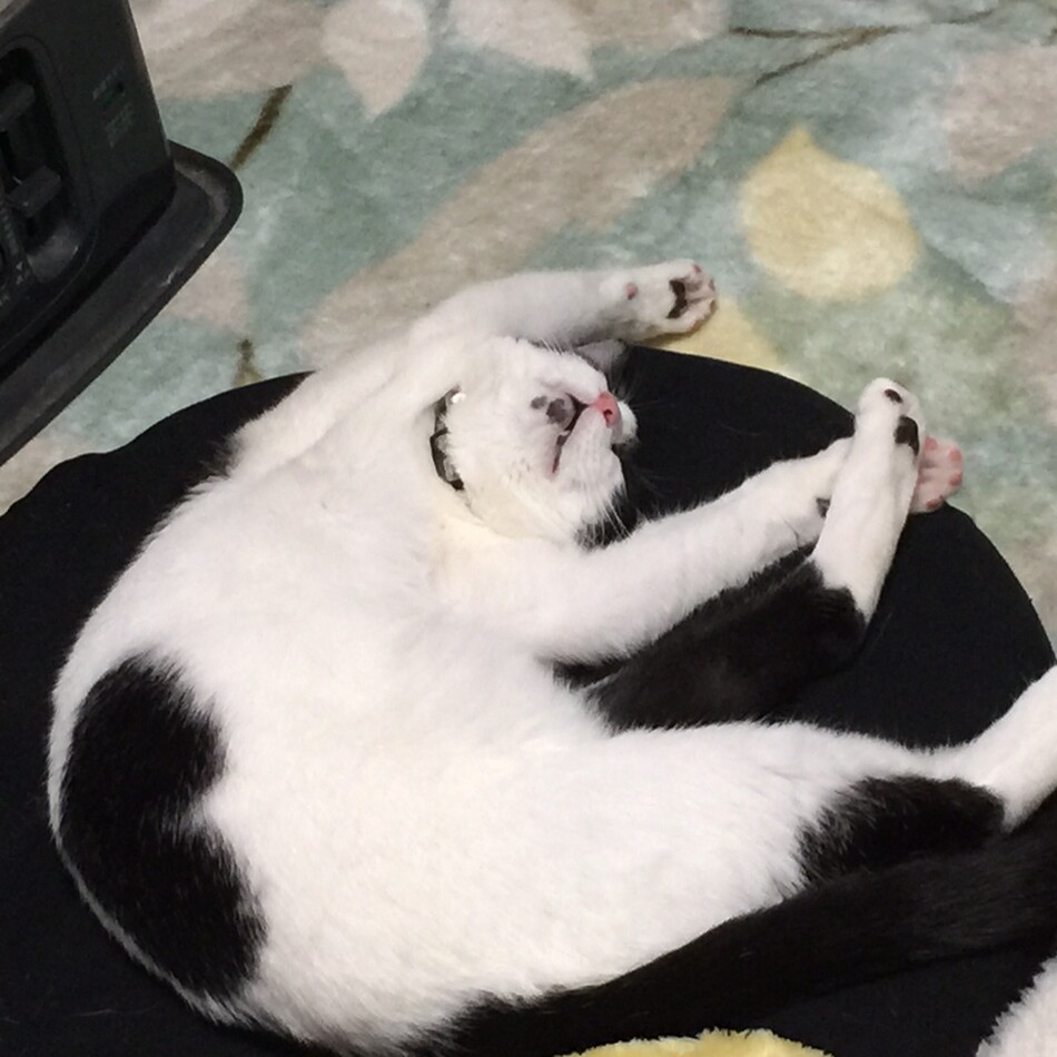 にぃのカバー写真