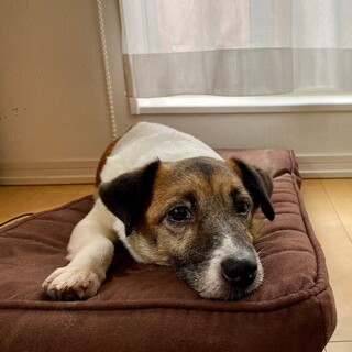 ジャックラッセルテリアの女の子　推定10歳