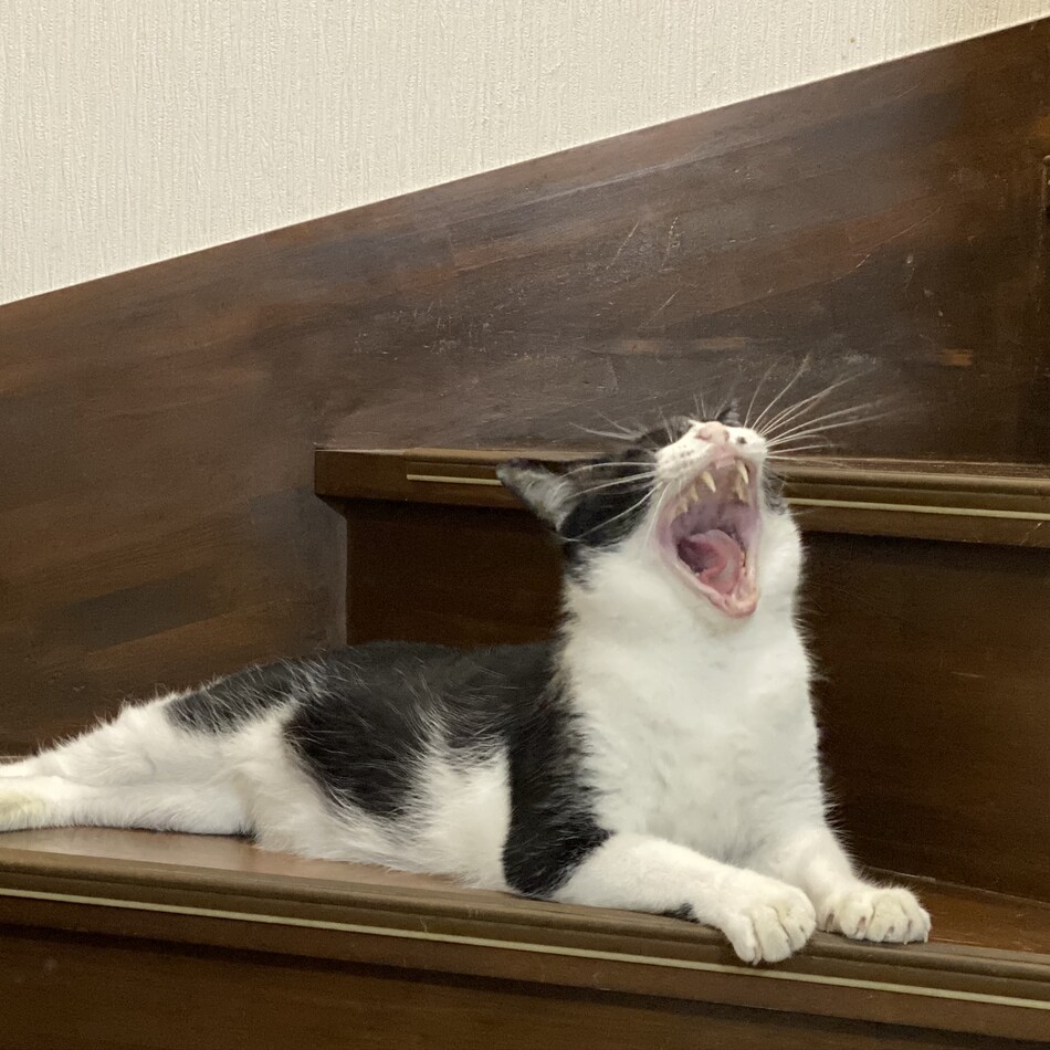 はちのカバー写真