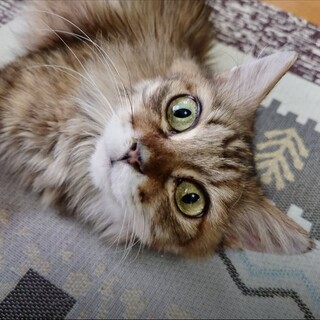 多頭崩壊救出☆チンチラブラウン☆えんちゃん