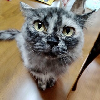 多頭崩壊救出☆チンチラモザイクキャリコ☆ういちゃん