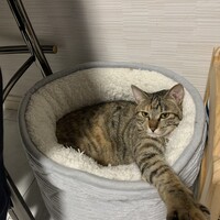 さんご