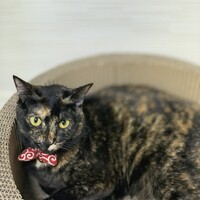 リタ