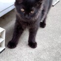 再募集　ふわふわ長毛黒ちゃん