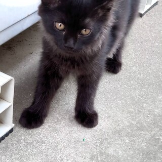 再募集　ふわふわ長毛黒ちゃん