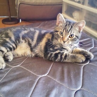 マンチカン雄 活発です。