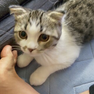 スコティッシュ５ヶ月雄です