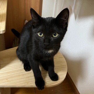 (No3 子猫) 緊急レスキュー(トライアル中)