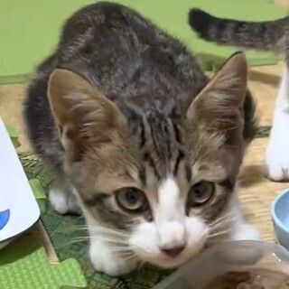 かわいい子猫 ^^（No4 子猫) 緊急レスキュー