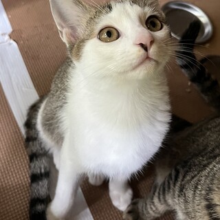 ねこじゃらし大好きな男の子