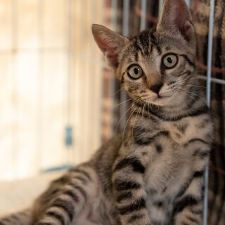 キジキジのまりちゃん