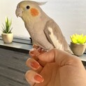 オカメインコの里親さん探しています