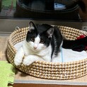 子ネコ2匹捕まえました