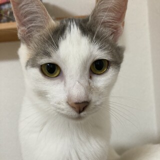 パステル三毛のキレイな女の子