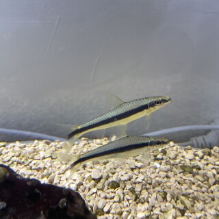 サイアミーズフライングフォックス