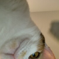 ララ