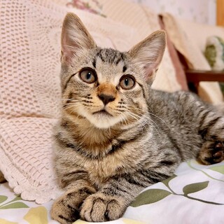 ふわふわキジの栗太郎！