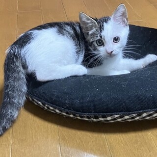 少し臆病なシロキジの男の子マッシュ8月初旬生まれ