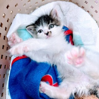 ふわふわ長毛ぽぽちゃん♥️