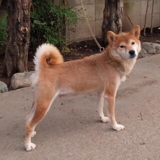 柴犬　優良血統の女の子　