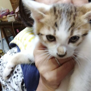 人も大人猫も大好き　明るく　育てやすい子猫7週