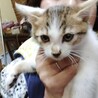 人も大人猫も大好き　明るく　育てやすい子猫7週 サムネイル2