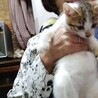 人も大人猫も大好き　明るく　育てやすい子猫7週 サムネイル3