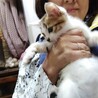 人も大人猫も大好き　明るく　育てやすい子猫7週 サムネイル4