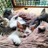 人も大人猫も大好き　明るく　育てやすい子猫7週 サムネイル7