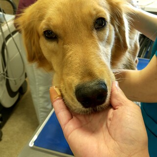 甘えん坊な女の子 