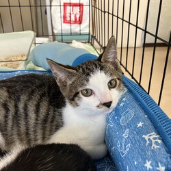 名古屋市緑区猫の譲渡会