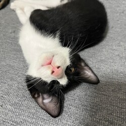 名古屋市緑区猫の譲渡会