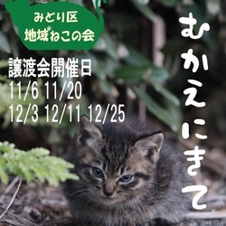 名古屋市緑区猫の譲渡会