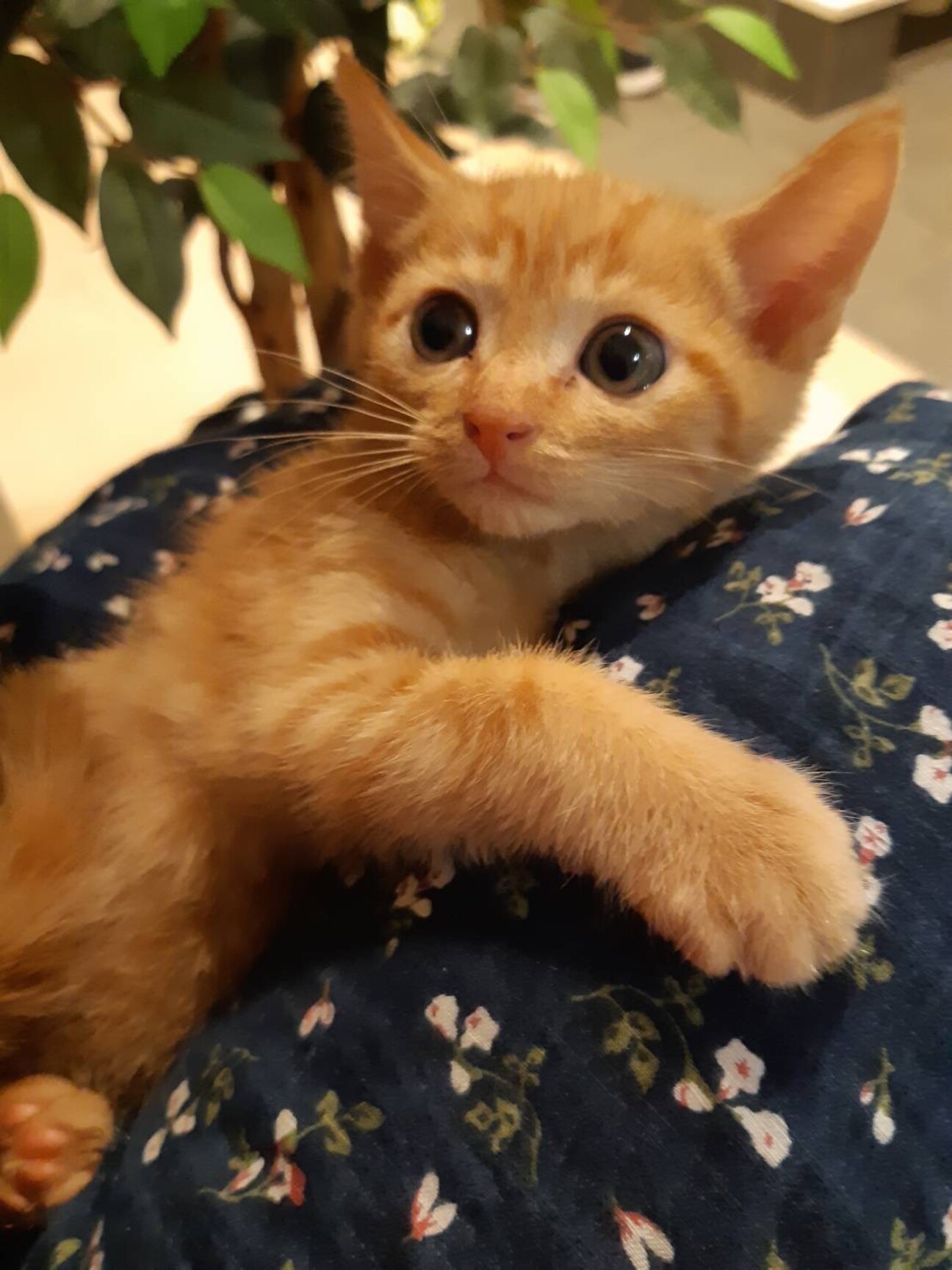 可愛い子猫の里親募集 群馬県 猫の里親募集 ペットのおうち 月間利用者150万人