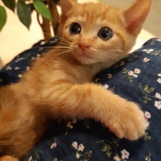 可愛い子猫の里親募集