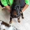 ダックスフンド　♀女の子 サムネイル5