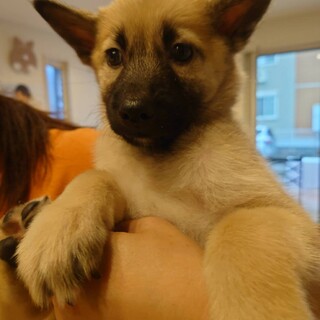 里親さま見つかりました。