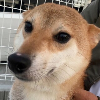 柴犬　優良血統の女の子達　血統書付き