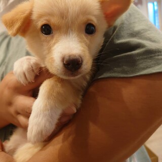 ずっと大切な家族さま見つかりました。