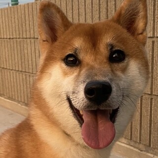 柴犬　優良血統の男の子　血統書付き