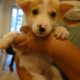 生涯一緒に暮らして頂ける里親さま募集