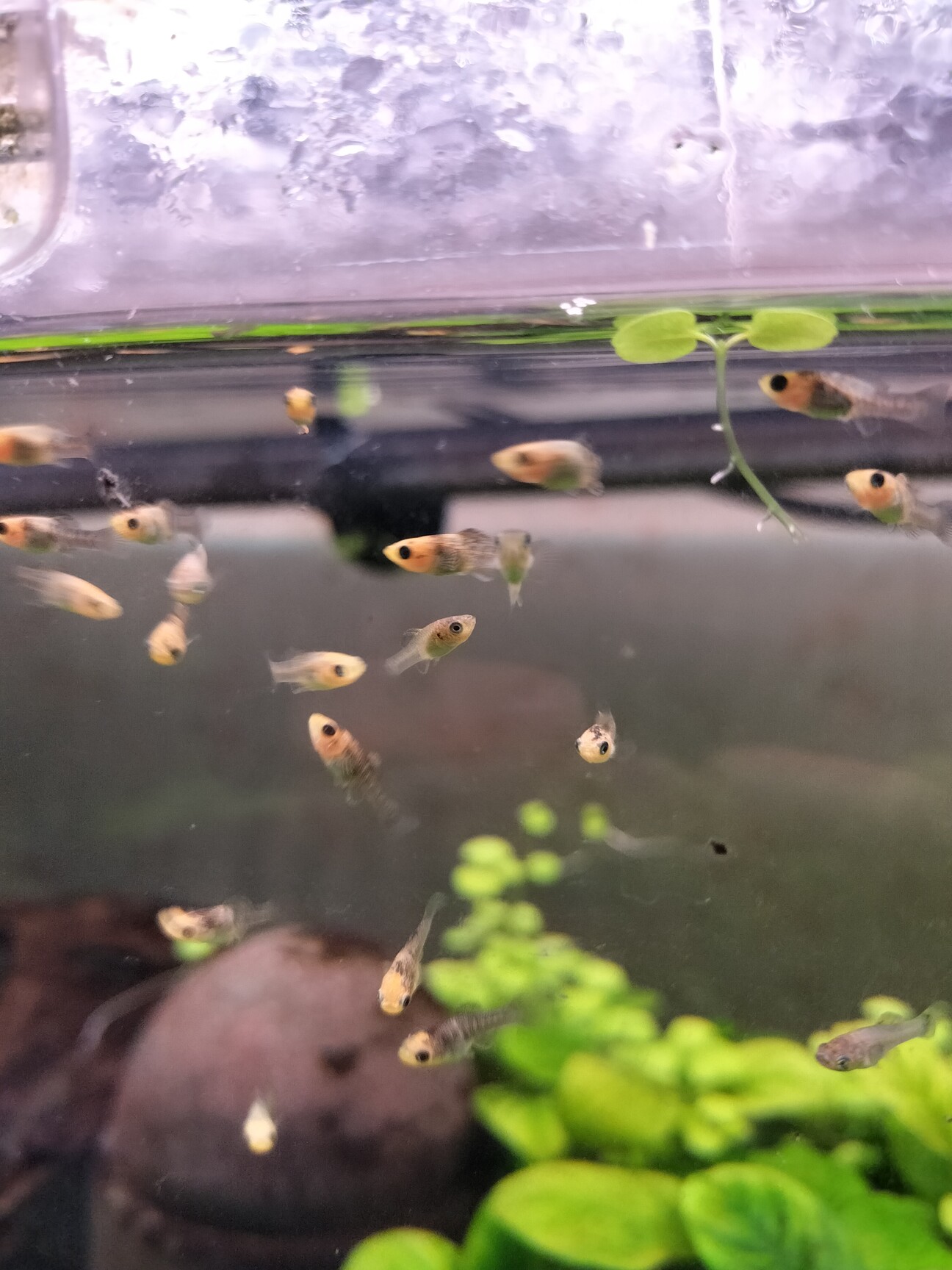 プラティ稚魚の家族になっ 千葉県 熱帯魚 観賞魚の里親募集 ペットのおうち 月間利用者150万人