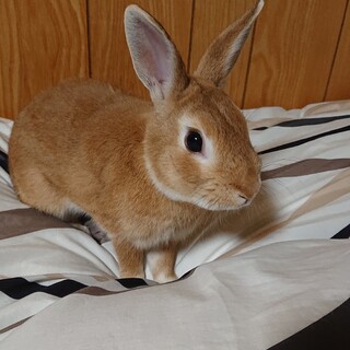 うさぎの里親募集